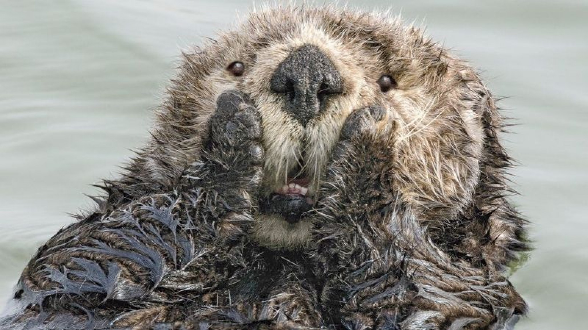 Las mejores fotos cómicas del año de animales salvajes