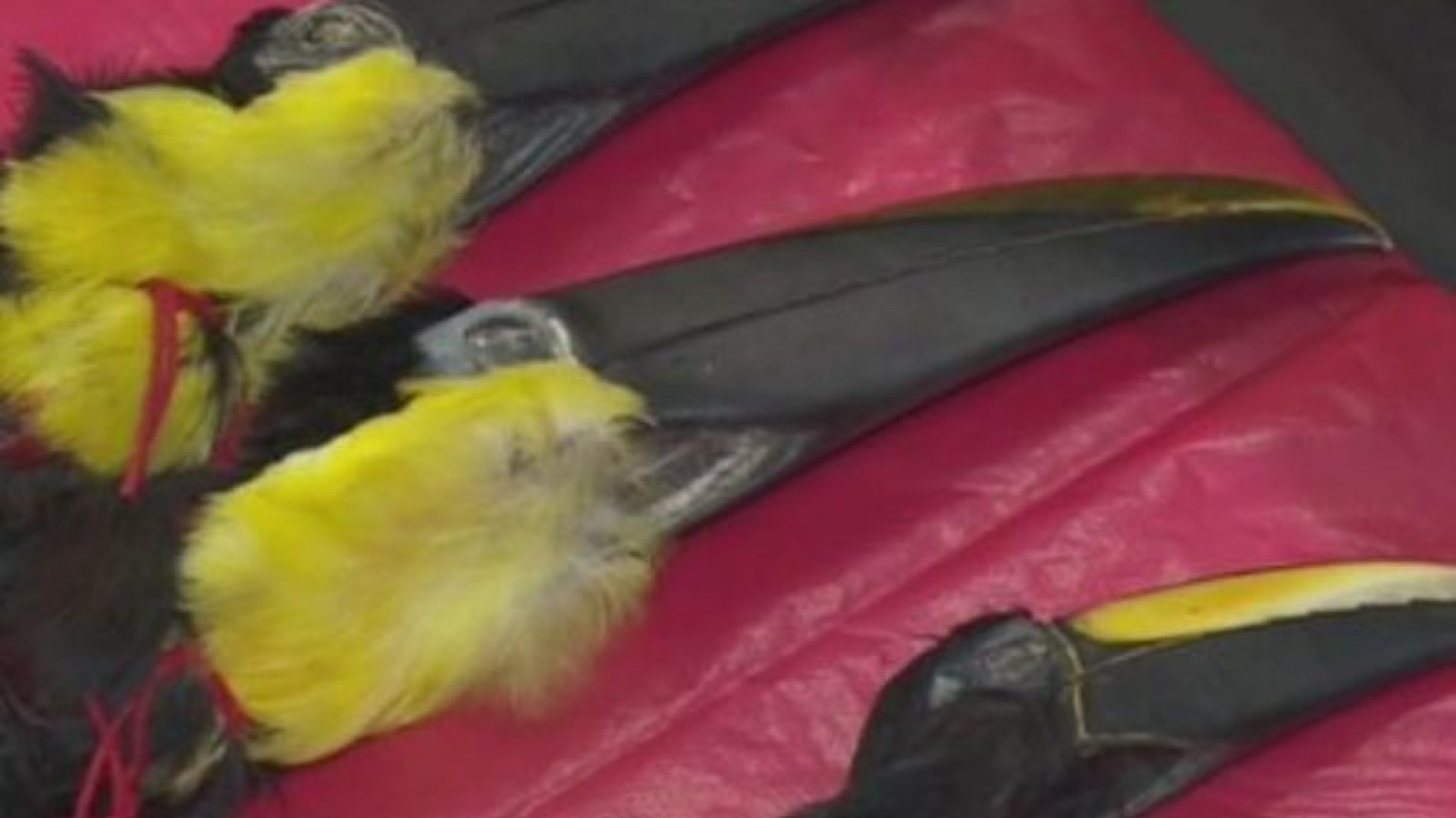 Descubren local que vendía partes de animales sacrificados para ritos satánicos