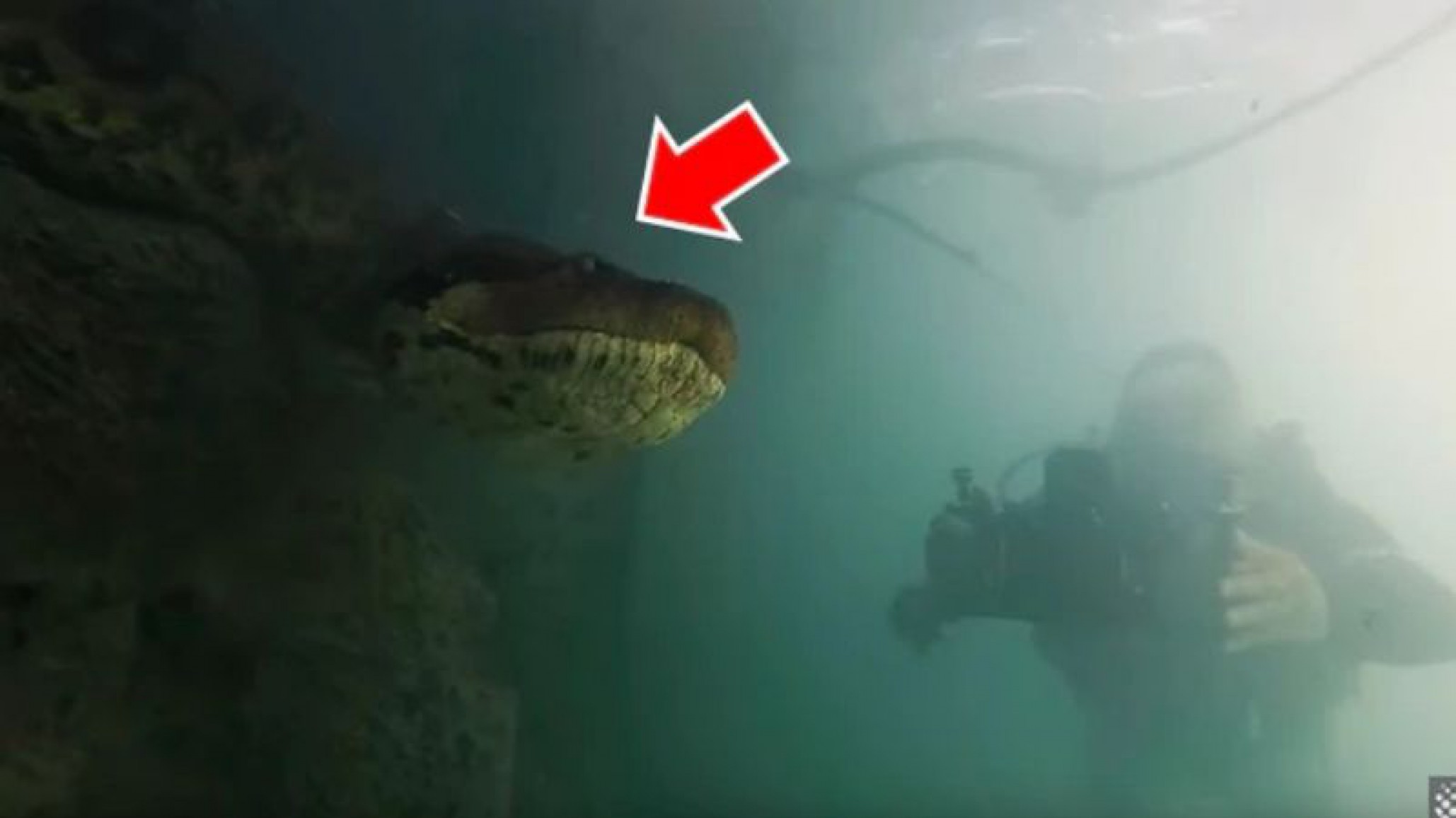 Video Viral: Buzo se topa con una anaconda gigante