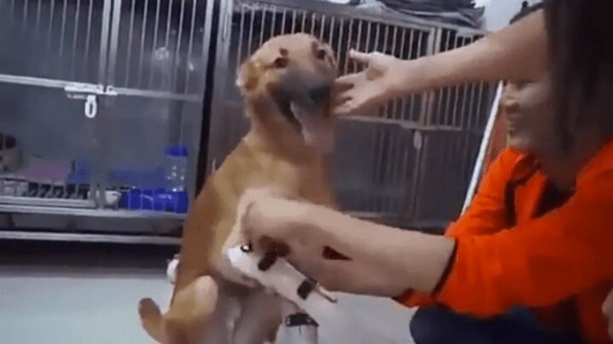 Perrito desborda de alegría luego de recibir una prótesis