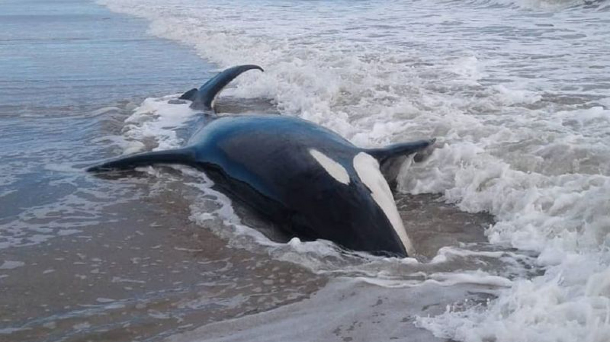Hallaron siete orcas encalladas en las playas de Mar Chiquita
