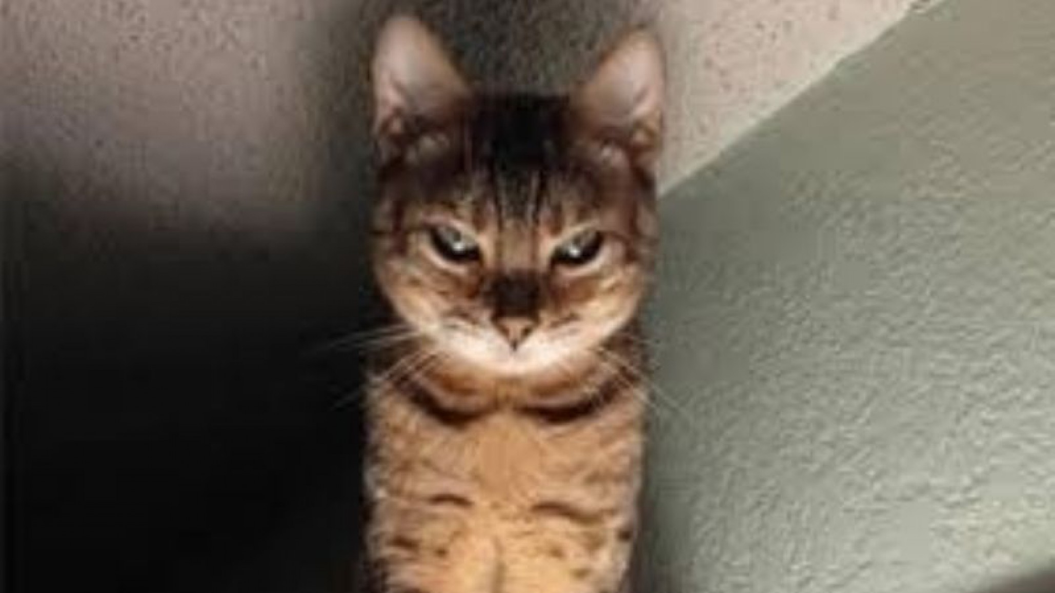 Viral: video de una cobra amenazada por cuatro gatos