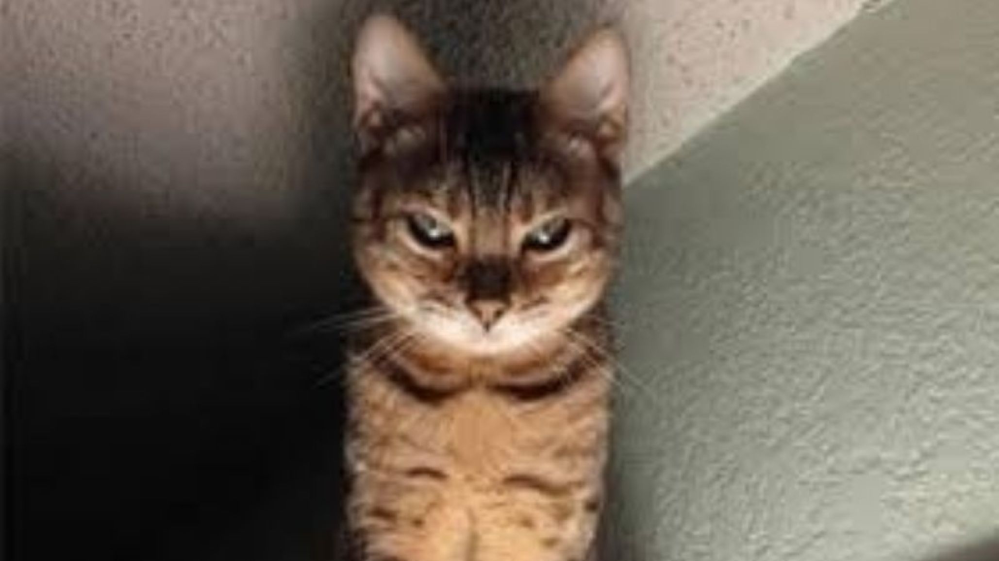 Viral: video de una cobra amenazada por cuatro gatos
