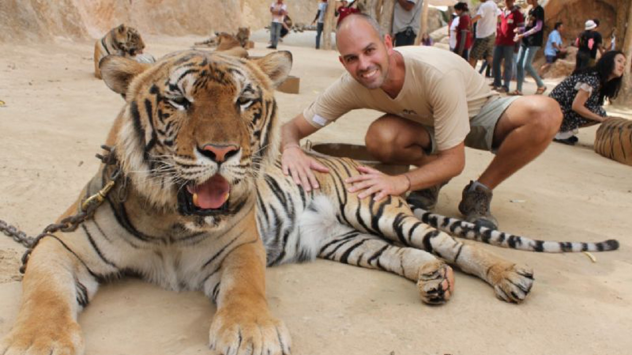 Rescataron a 150 tigres de un templo y más de la mitad murió