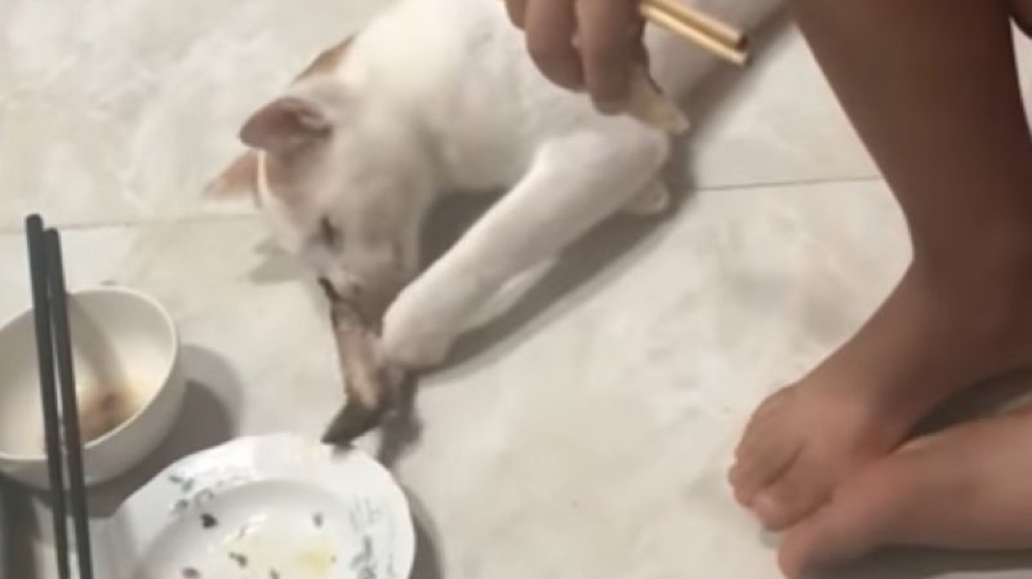 Gato manipulador: el sorprendente video del felino que se hace el dormido para robar comida