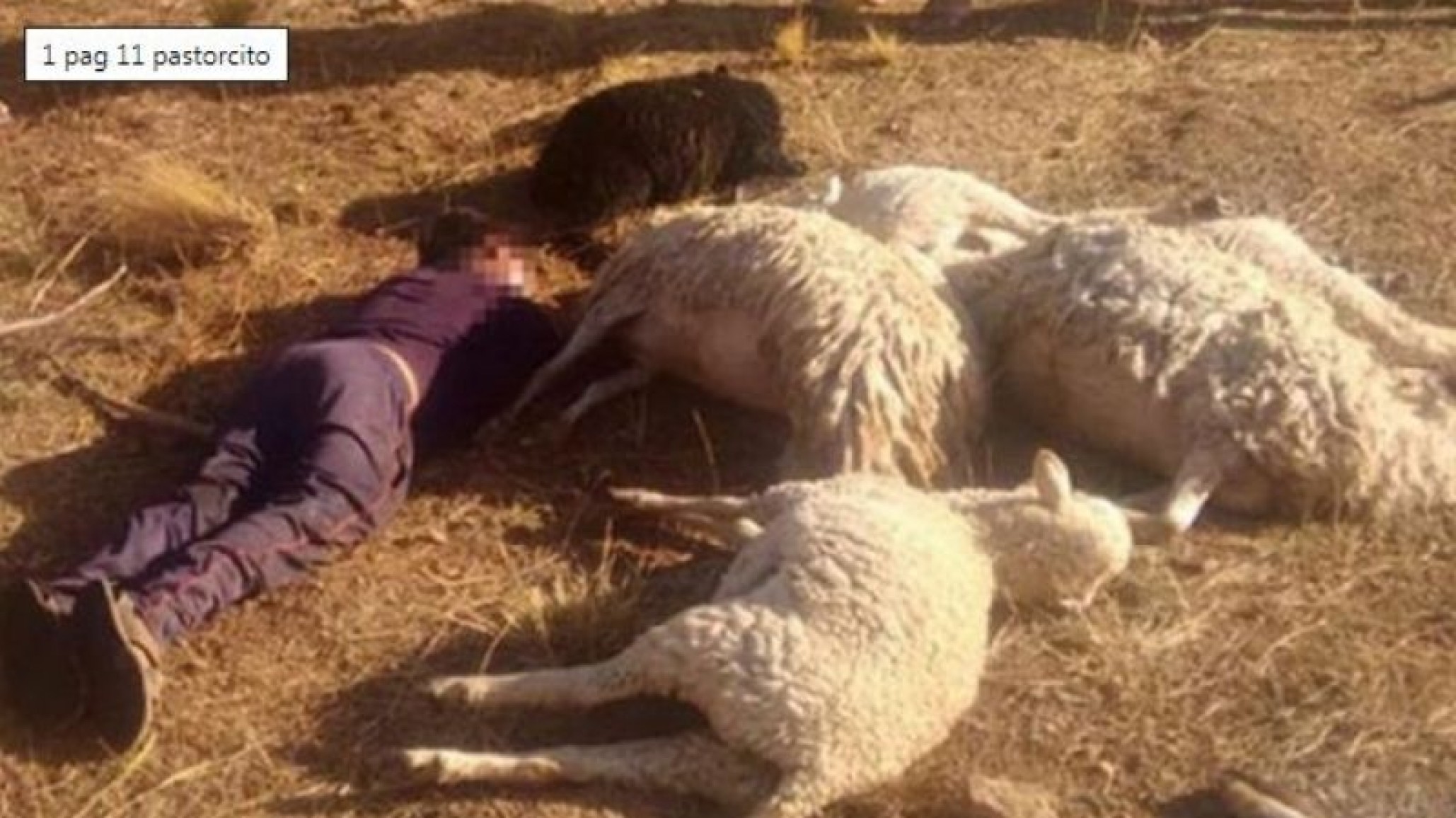 Trágico: un nene de 12 años y seis ovejas mueren por causa de un rayo