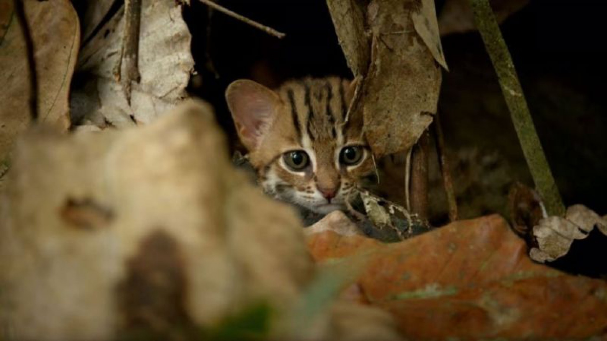 Hallan al gato más pequeño del plantea, y su video se vuelve viral