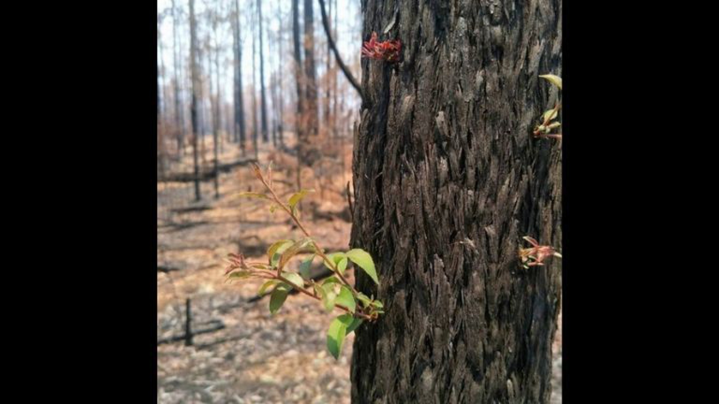 ¡Una alegría! Las flores renacen en los bosques incendiados de Australia
