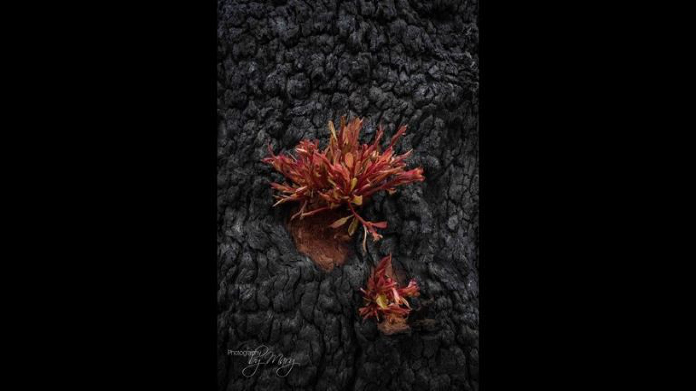 ¡Una alegría! Las flores renacen en los bosques incendiados de Australia