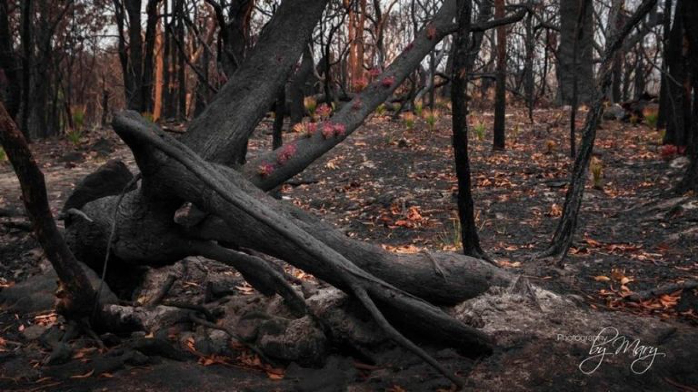 ¡Una alegría! Las flores renacen en los bosques incendiados de Australia
