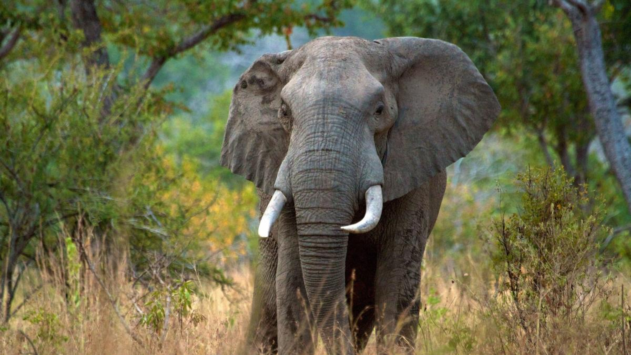 Escándalo en Etiopía: seis elefantes muertos por cazadores