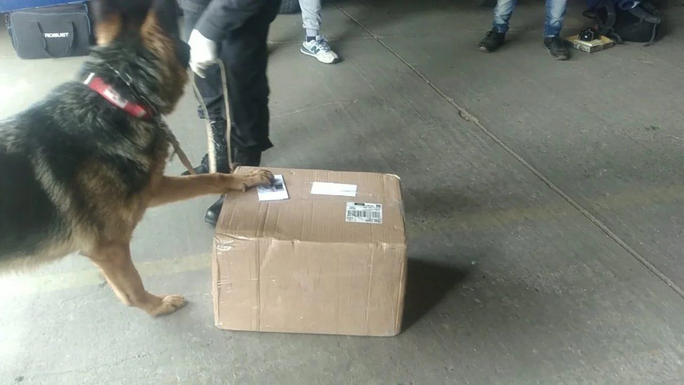 Mujer embarazada fue detenida con 13 kg de marihuana