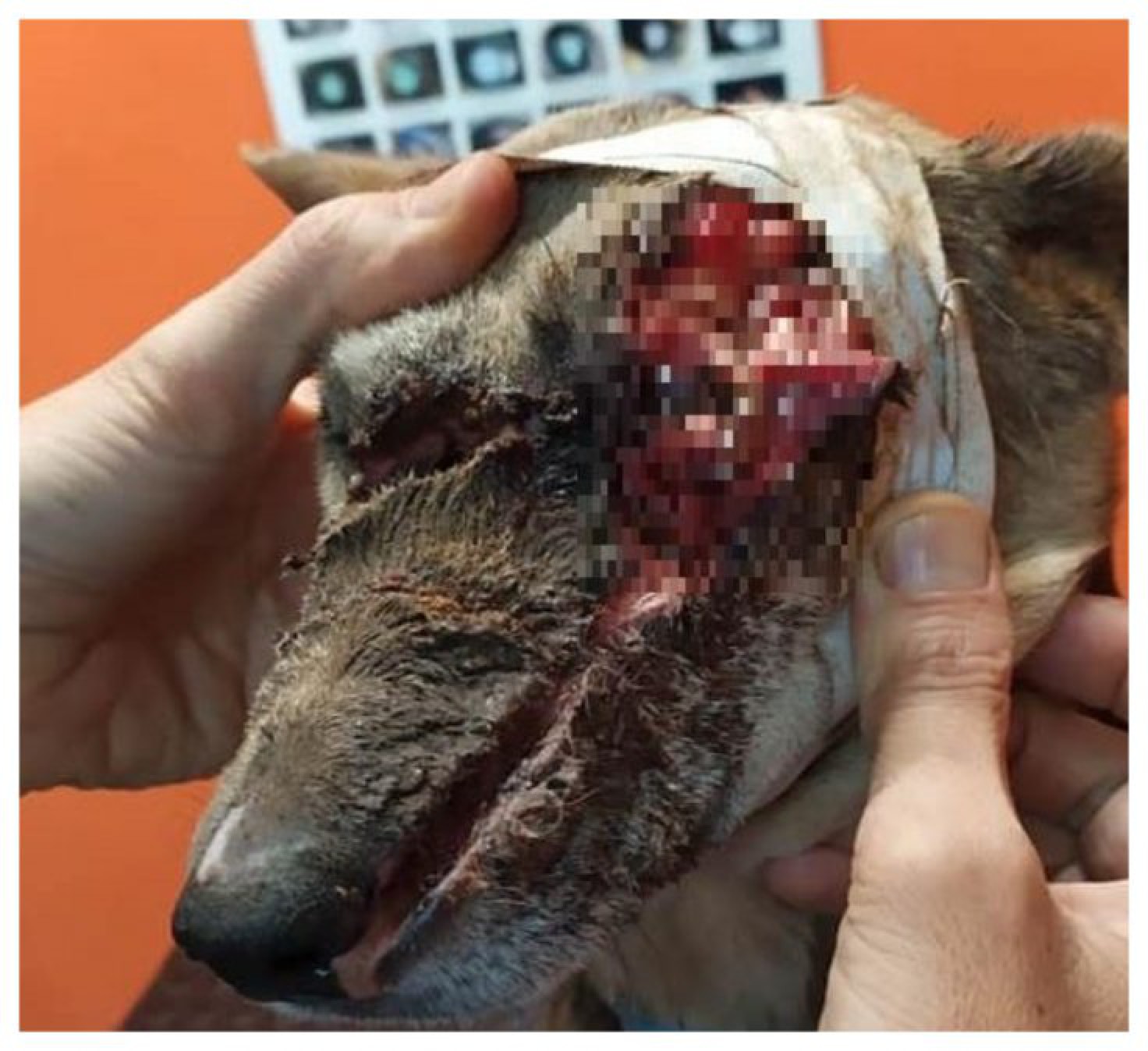 Crueldad: ladrones atacaron a machetazos a una perra que defendió su casa