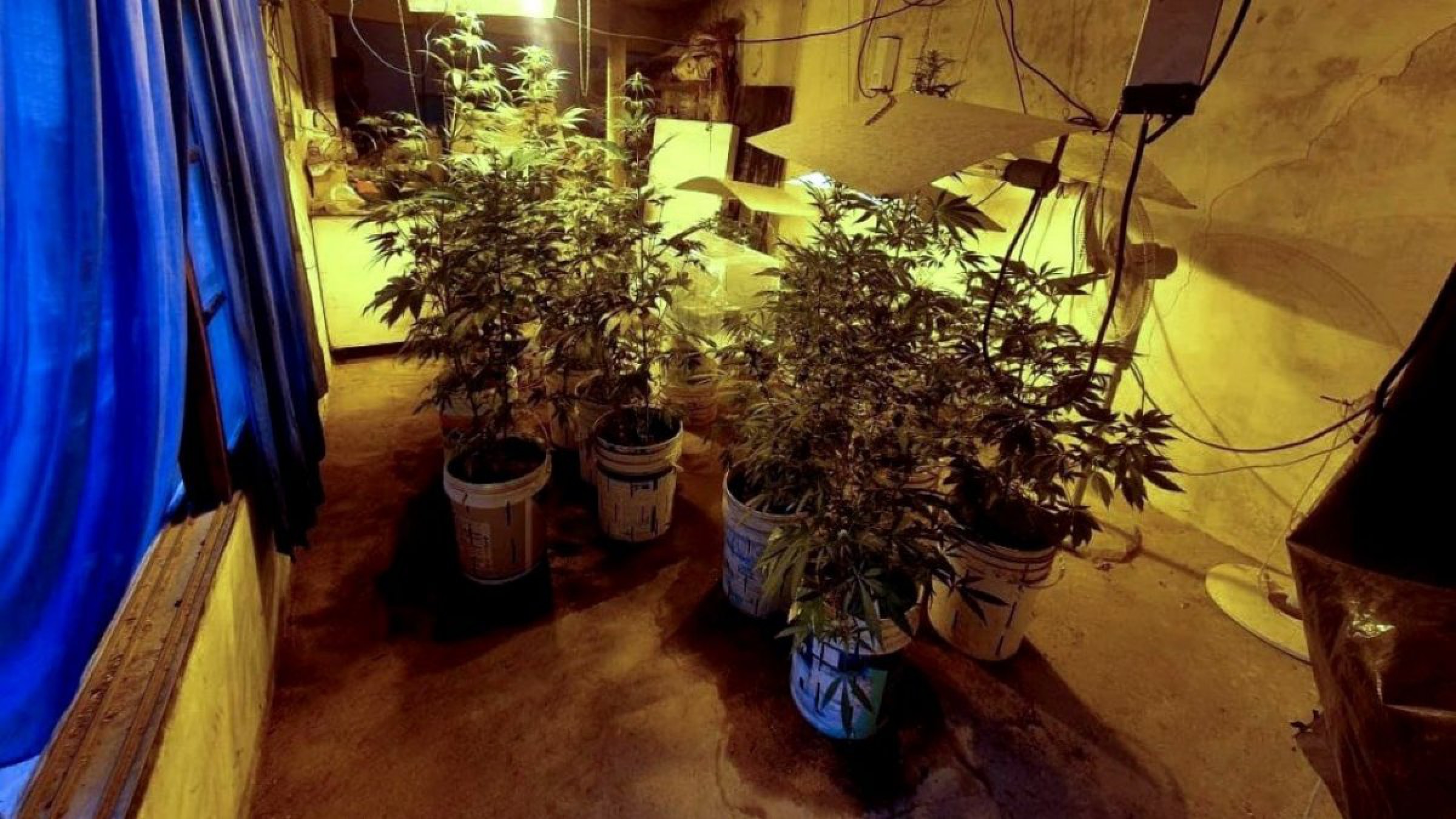 Marihuana: Decomisaron 55 plantas de un sótano